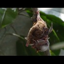 Diese Fledermaus konnten wir beim Säugen ihres Nachwuchses beobachten